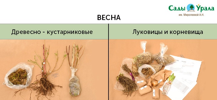 Посылка весна